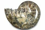 Polished Ammonite (Phylloceras) Fossil - Madagascar #283504-1
